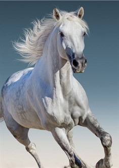 Børnetæppe - Hest - 100x140 cm - Blødt og lækkert Fleece tæppe - Borg Living